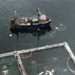 Aerial view of BC fish farms on the coast