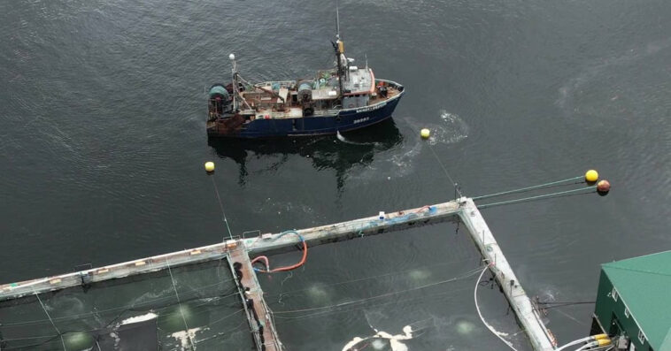 Aerial view of BC fish farms on the coast