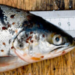 Sea lice seen on salmon with ruler for scale