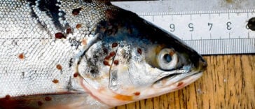 Sea lice seen on salmon with ruler for scale