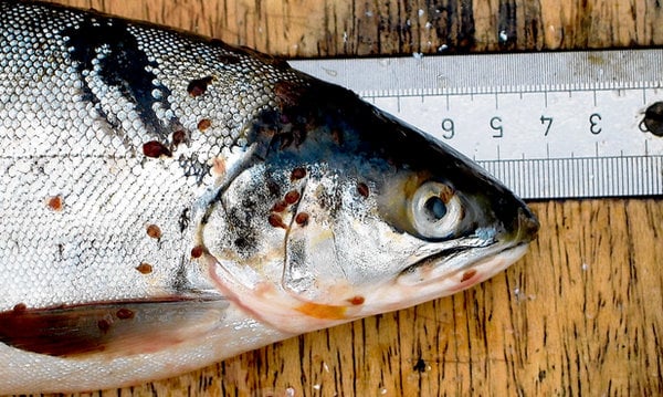 Sea lice seen on salmon with ruler for scale