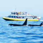 Two southern resident killer whales and whalewatching boat on BC coats