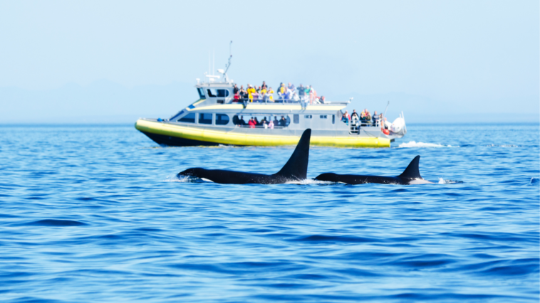 Two southern resident killer whales and whalewatching boat on BC coats