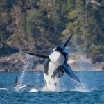 An Orca breaches out of the ocean