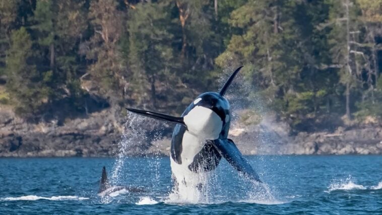An Orca breaches out of the ocean