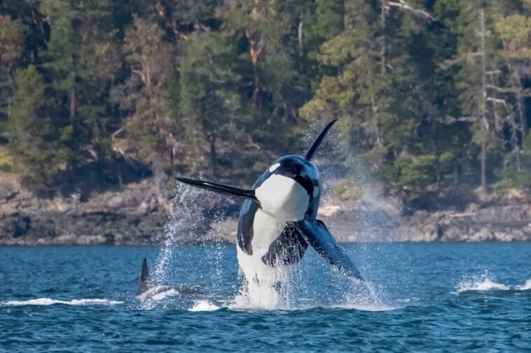 An Orca breaches out of the ocean