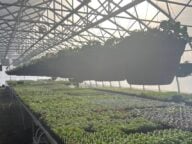 Interior image of a hydroponic greenhouse in PRince Rupert BC with light shining through sprinkler system