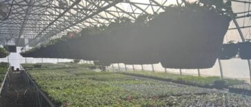 Interior image of a hydroponic greenhouse in PRince Rupert BC with light shining through sprinkler system