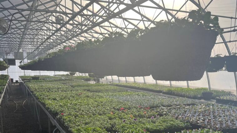 Interior image of a hydroponic greenhouse in PRince Rupert BC with light shining through sprinkler system