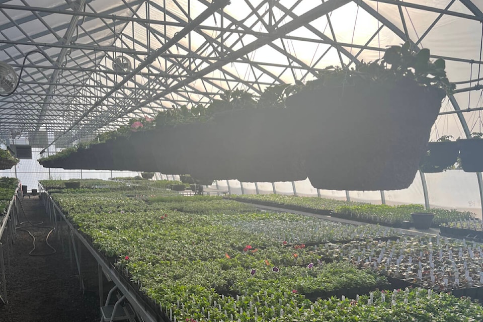 Interior image of a hydroponic greenhouse in PRince Rupert BC with light shining through sprinkler system