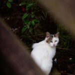 A small white feral cat crouches under a boardwalk