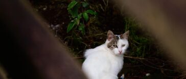 A small white feral cat crouches under a boardwalk