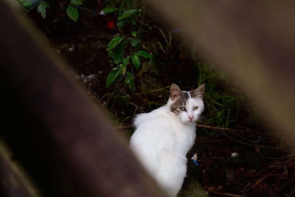 A small white feral cat crouches under a boardwalk