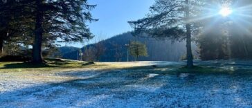 snow with trees